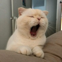 朗开朗